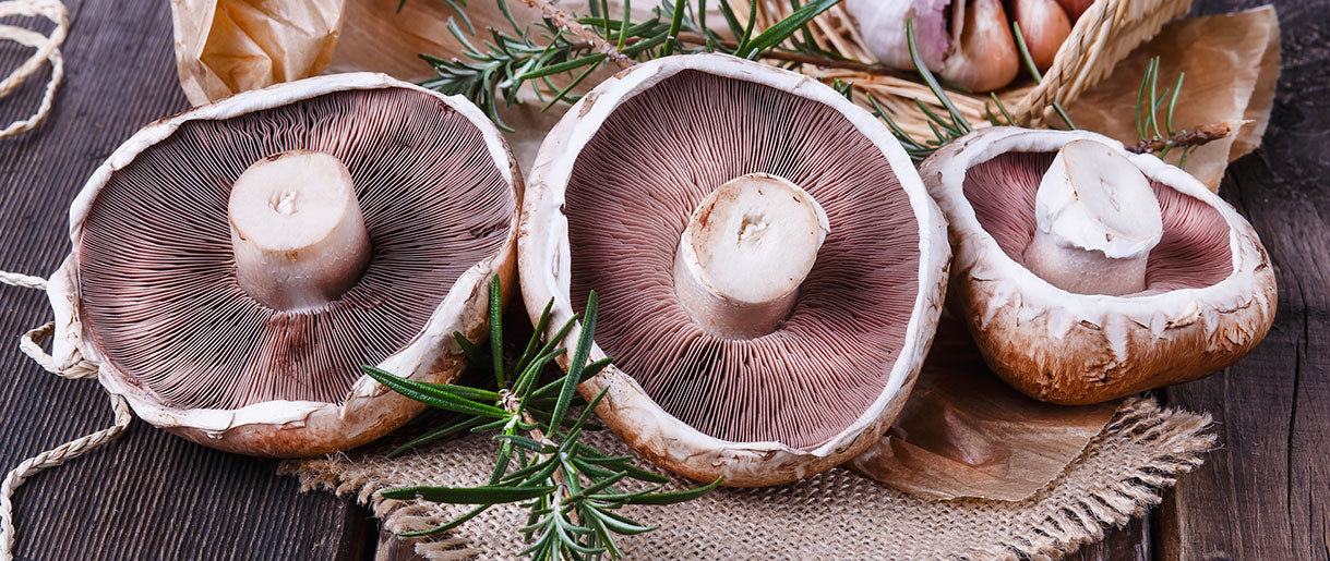 Beneath the Cap: The Intricacies of The Anatomy of a Mushroom