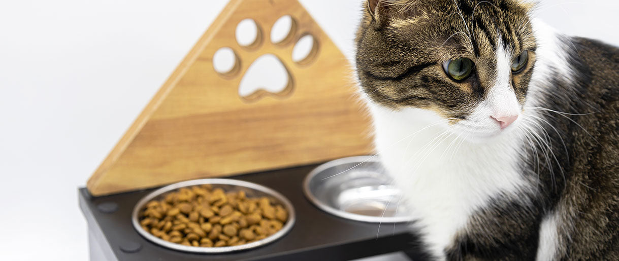 Benefits Of Mushrooms For Cats