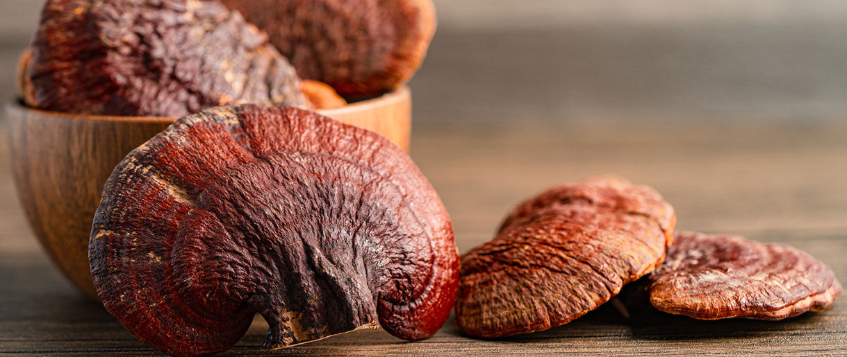 Benefits Of Reishi Mushroom