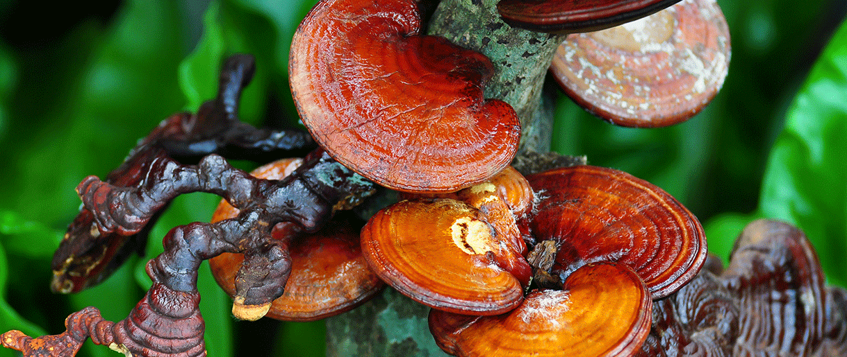 Benefits of Reishi In Balancing Our Hormone