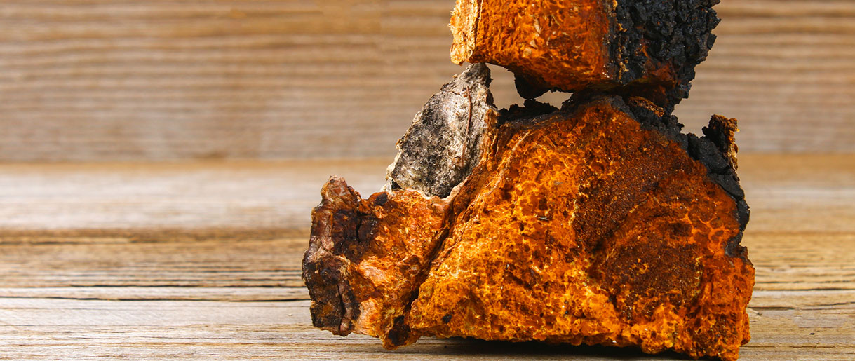 Chaga and Its Potential Health Benefits: Unveiling the Power of Inonotus Obliquus