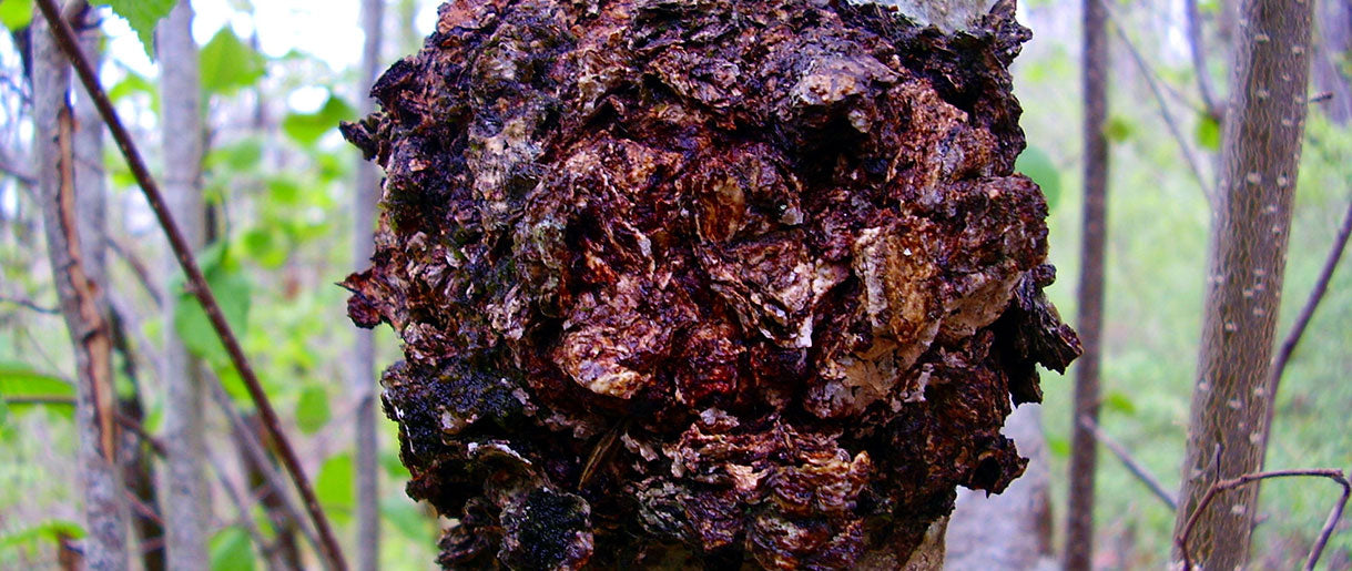 Characteristics of Chaga Mushrooms