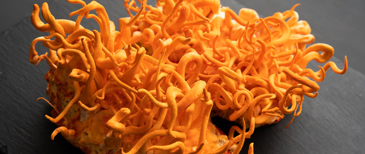 Cordyceps Cancer Effects: Could This Mushroom Hold The Cure To Cancer?