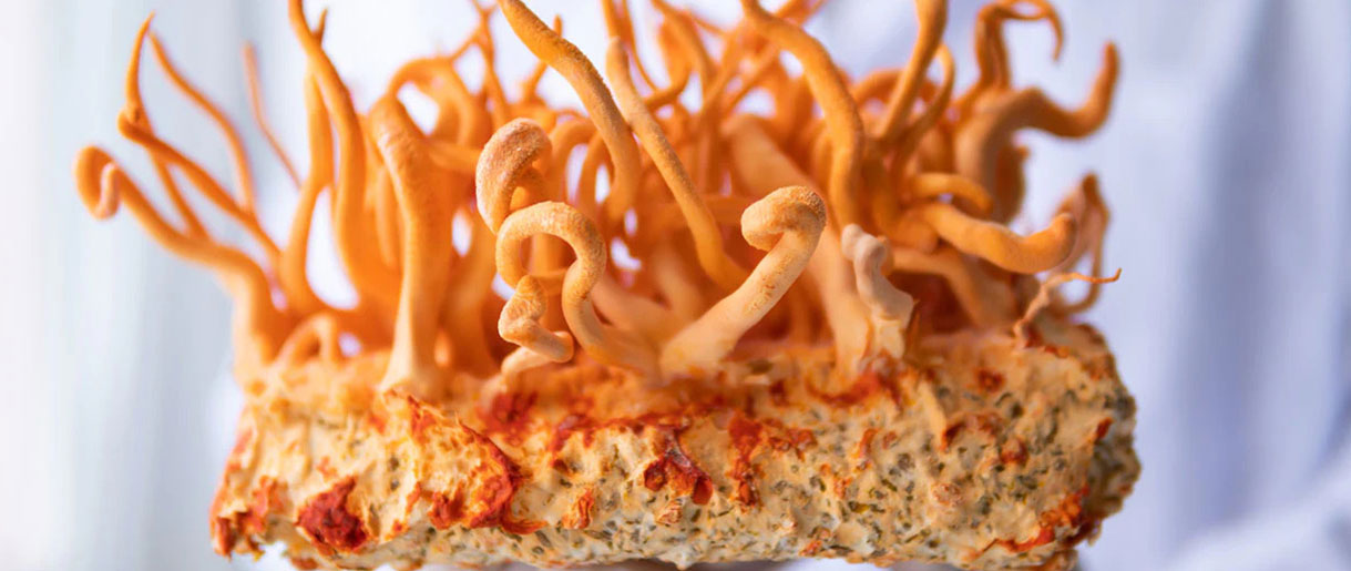 Cordyceps: The Energy Dynamo