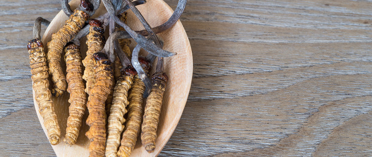 Cordyceps: The Energy Enhancer