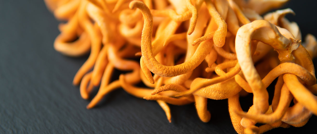 Cordyceps