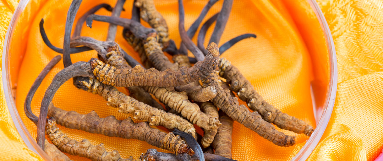 Cordyceps and Psychedelics: Demystifying the Connection