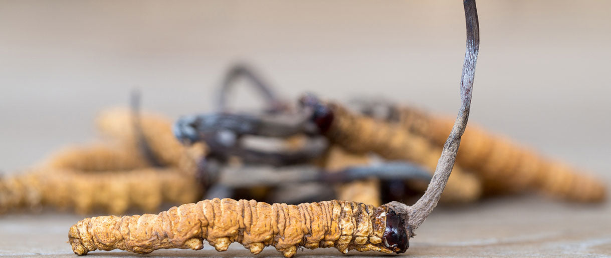 Cordyceps mushrooms