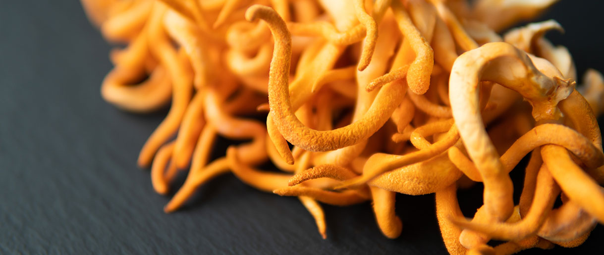 Cordyceps prevents male dysfunction