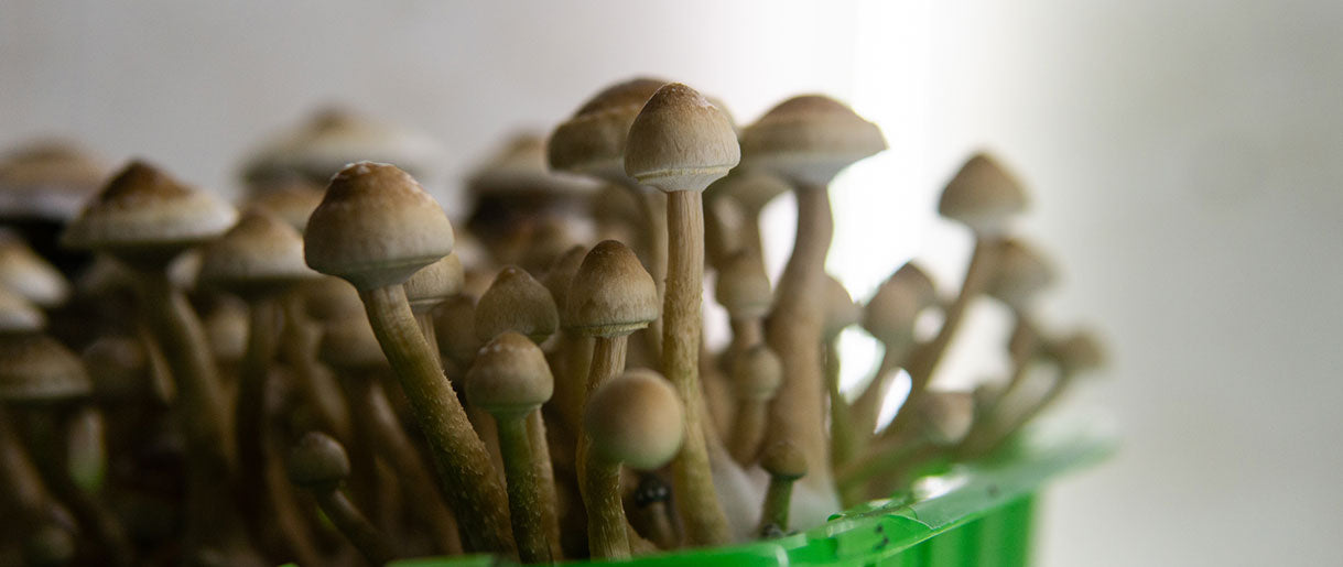 Demystifying Psychedelic Mushrooms