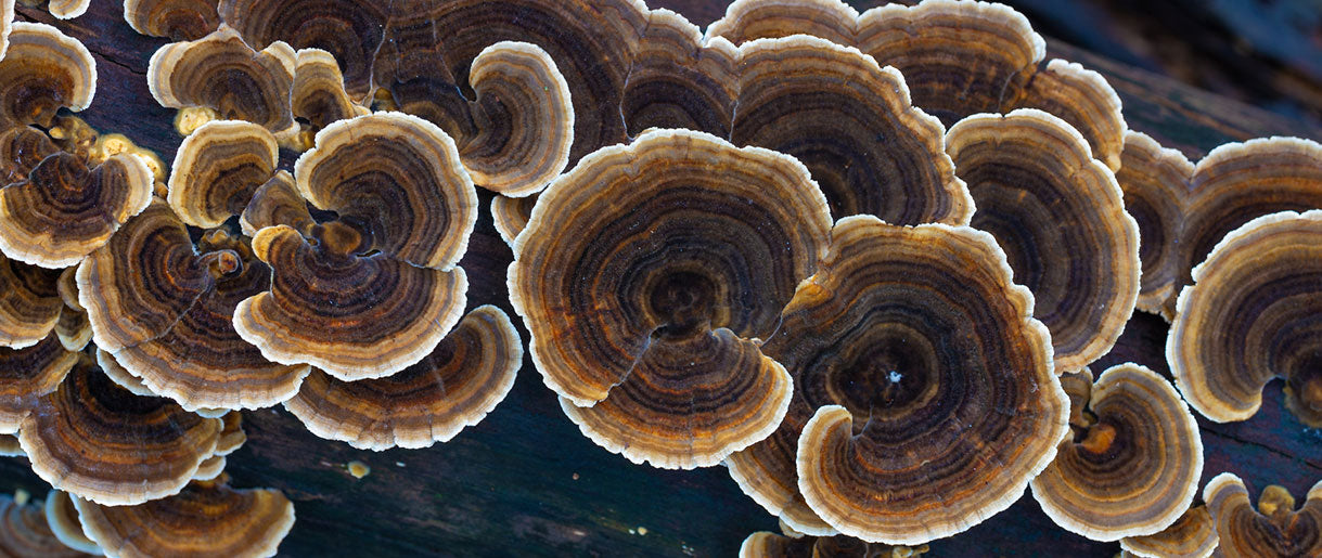 Determining Your Turkey Tail Mushroom Dosage: The Factors at Play