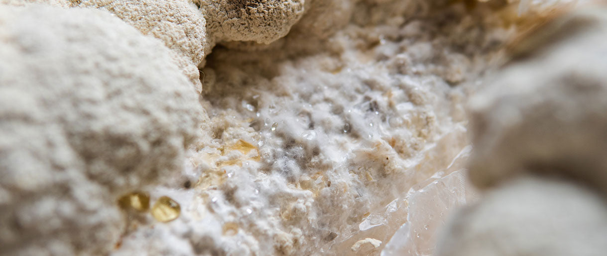 Ethical and Sustainable Sourcing of Lion’s Mane Mycelium