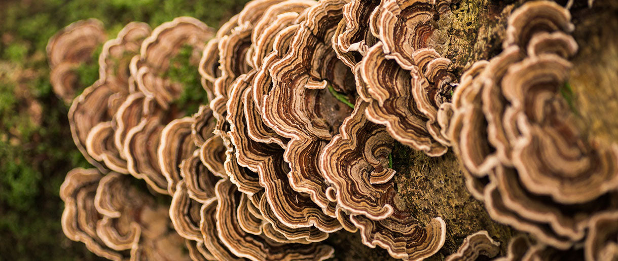 Exploring The Benefits Of Turkey Tail Mushrooms