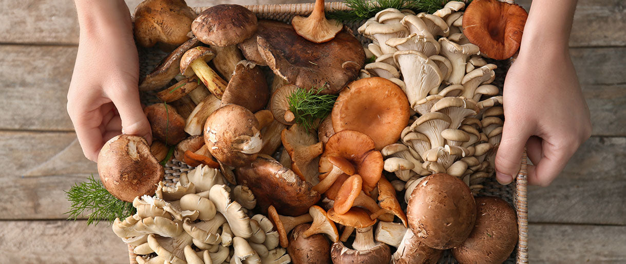 Exploring the Mushroom Kingdom: A Myriad of Health Benefits
