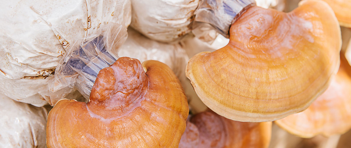 Factors Affecting Reishi Mushroom Growth