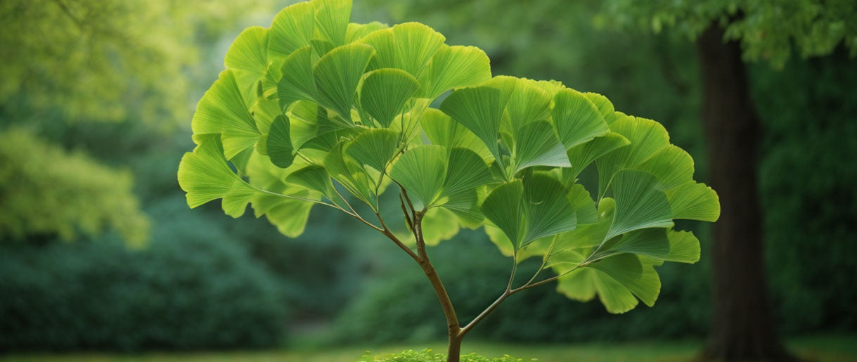 Ginkgo Biloba