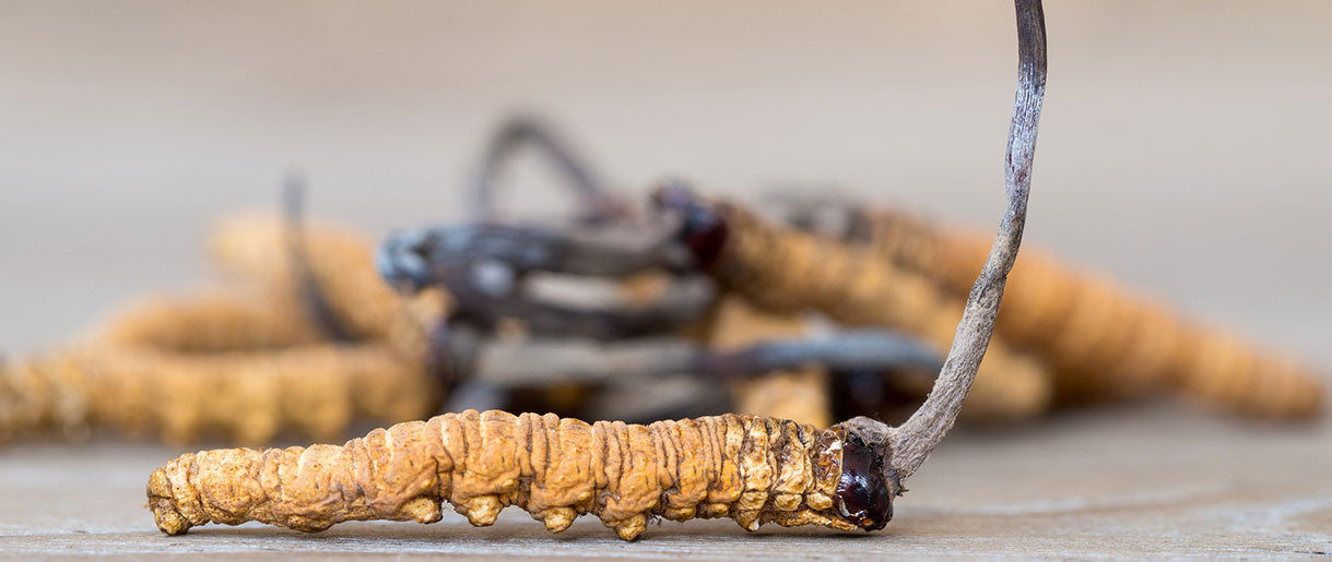 Harnessing the Power of Cordyceps for Blood Pressure