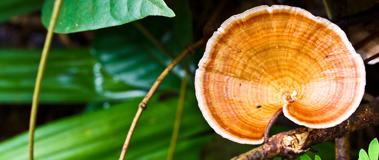 How Does Reishi Mushroom Help Fight Cancer?