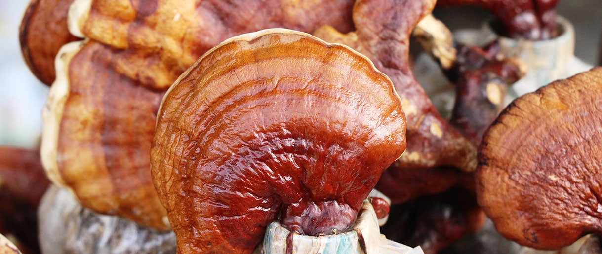 How To Grow Reishi Mushrooms?