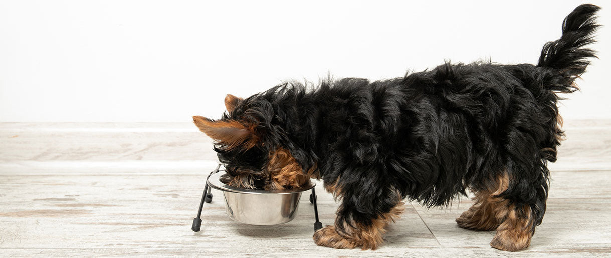 How to Incorporate Lion's Mane into Your Dog's Diet