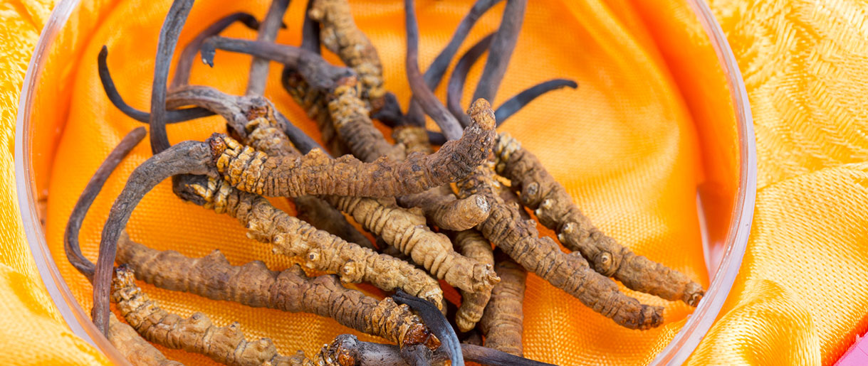 Introducing Cordyceps