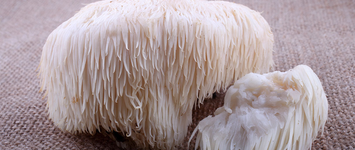Lion's Mane Mushroom And Its Potential Effects On Serotonin