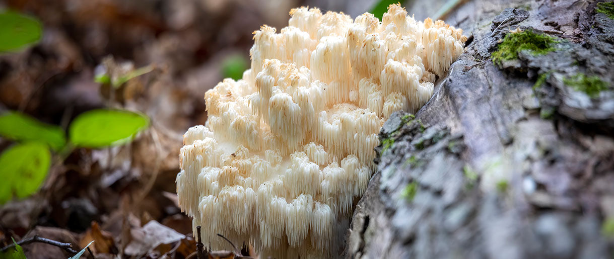 Lion's Mane: The Brain-Boosting Fungus