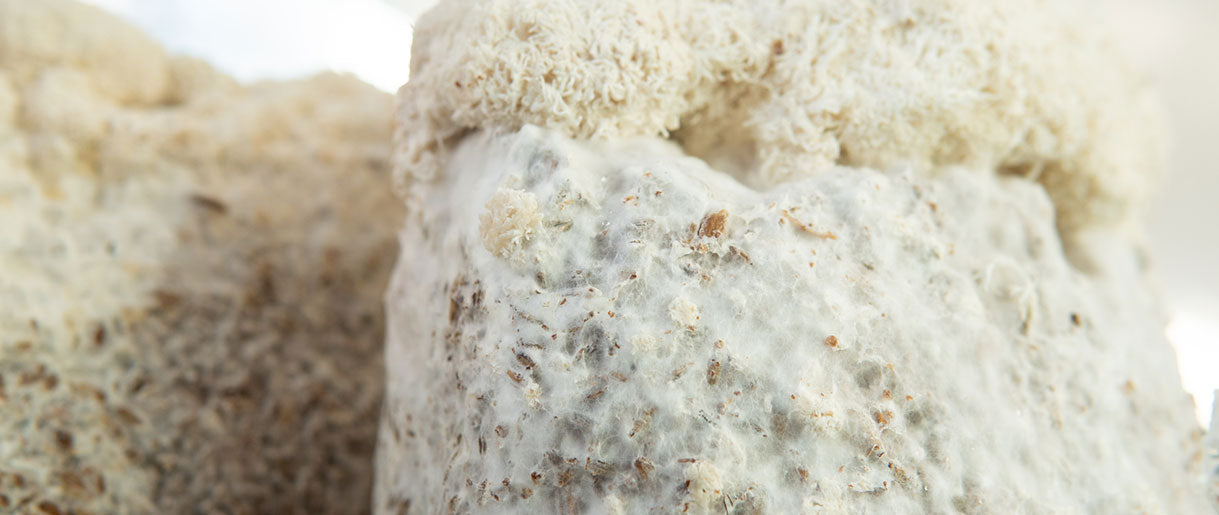 Lion's Mane Mycelium: A Nutritional Powerhouse