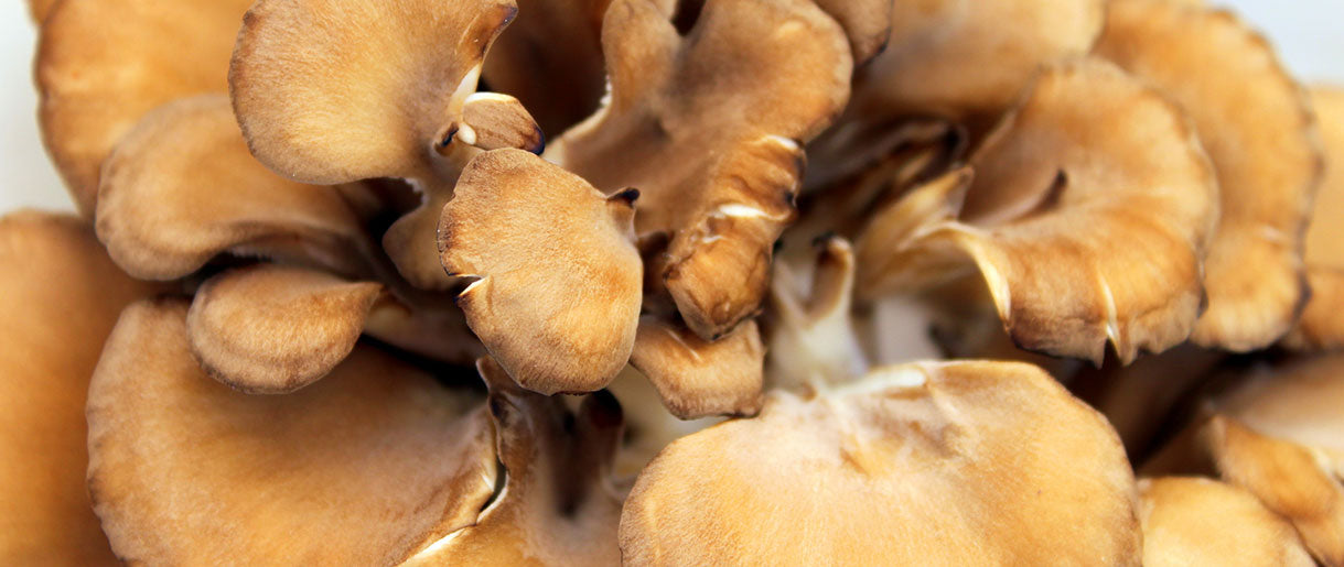 Maitake Mushroom Nutrition Facts