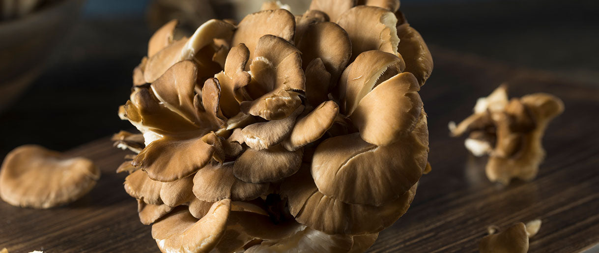 Maitake Mushrooms (Grifola frondosa): A Natural Solution for Liver Health