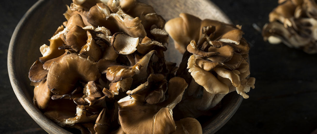 Maitake (Grifola frondosa)