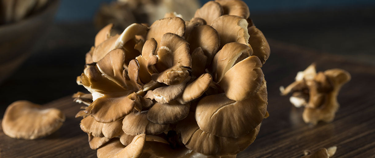 Maitake