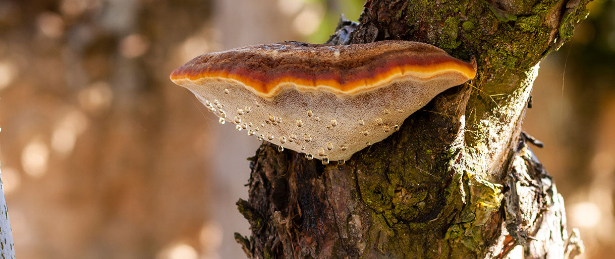 Mushroom Anatomy and Ecosystems: A Symbiotic Dance