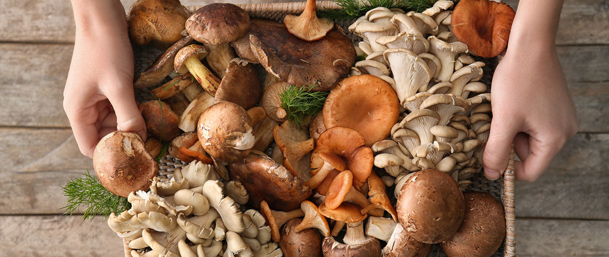 Mushrooms: An Overview of Types and Health Benefits
