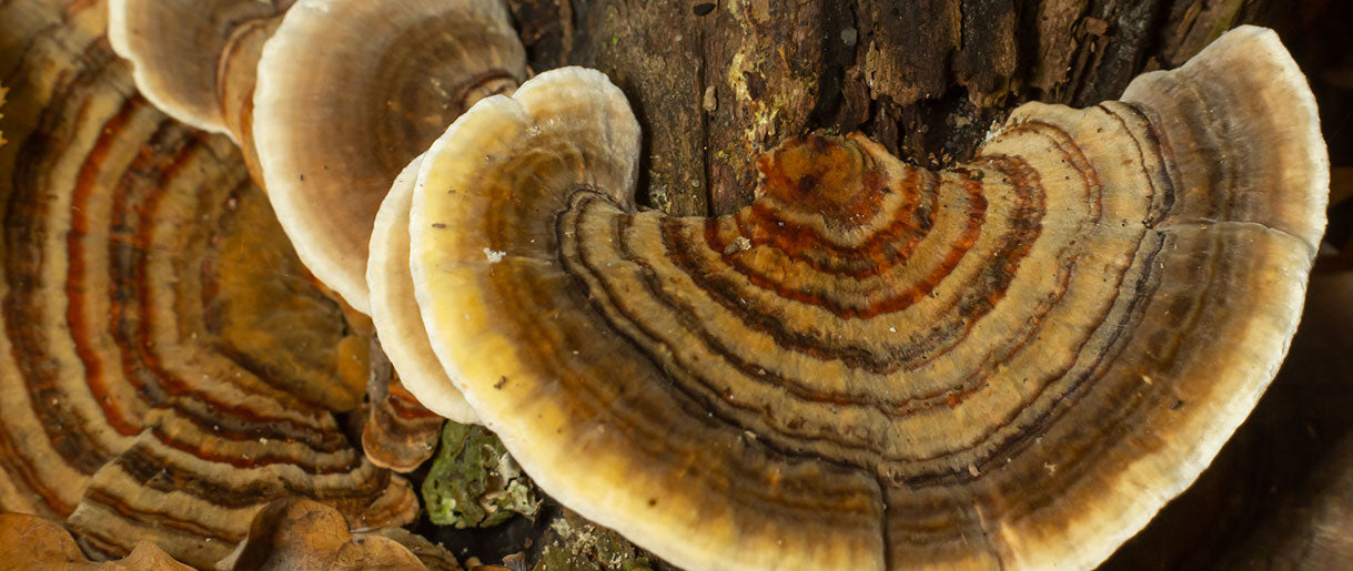Navigating the Fungal Forest: Common Misidentification Issues and How to Avoid Them