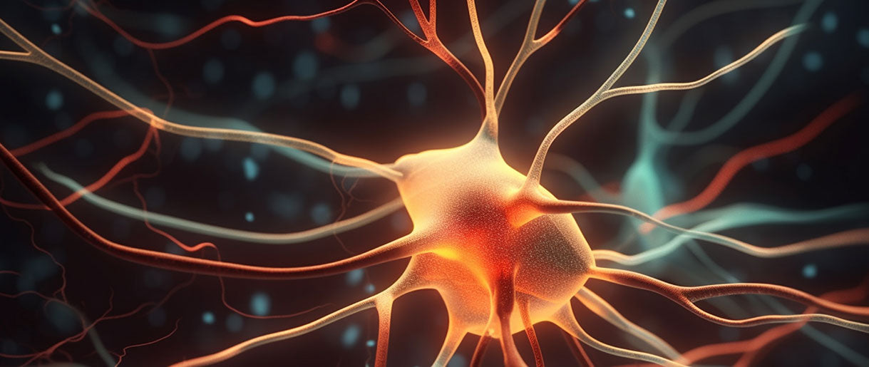 Neurological Health and Nerve Regeneration