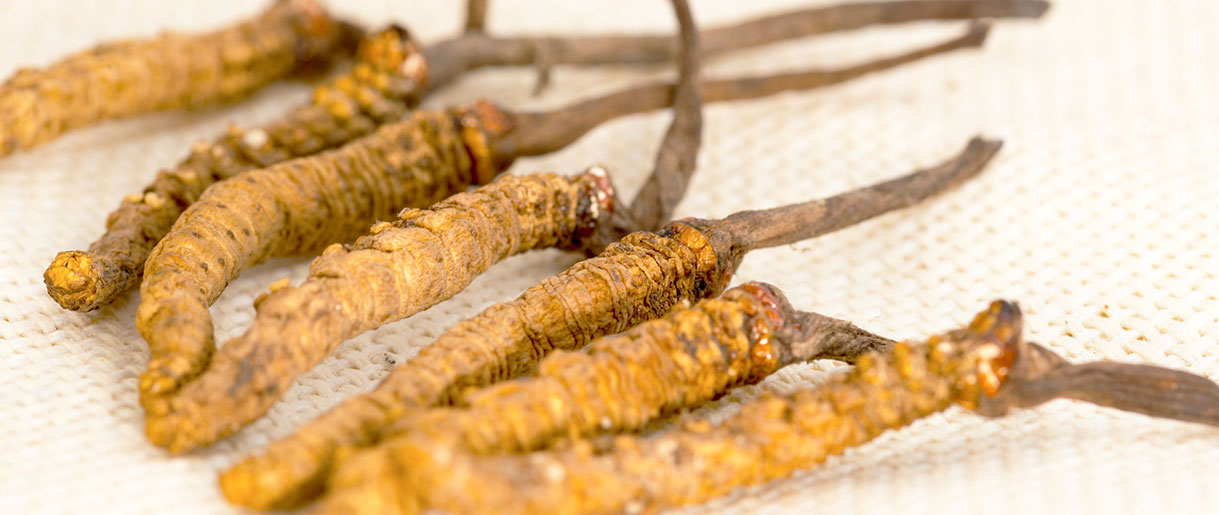 Overview Of Cordyceps Mushroom