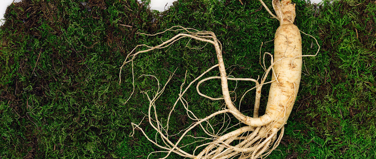 Panax Ginseng: The Ancient Root that Fuels Your Day