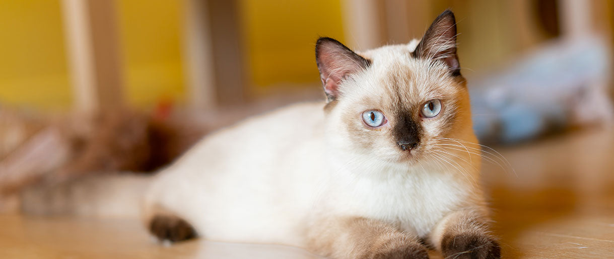 Potential Risks Of Feeding Mushrooms To Cats