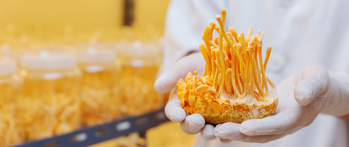 Probing the Depths: Studies Unraveling the Link Between Cordyceps and Libido