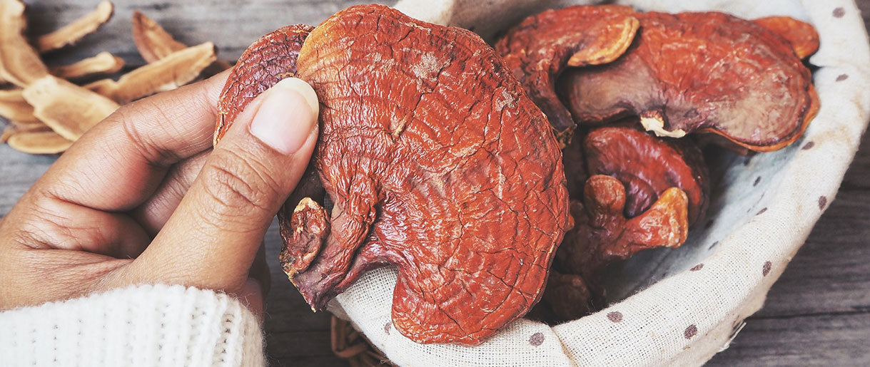 Reishi Mushrooms: A Brief Overview