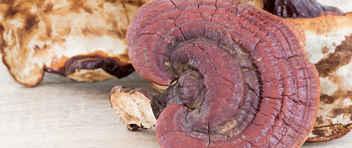 Reishi Mushrooms: Mast Cell Stabilizers