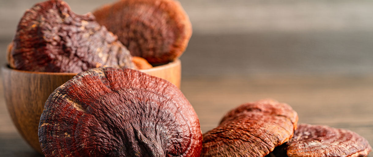 Reishi Mushrooms (Ganoderma lucidum): The Liver's Ally