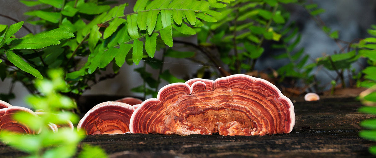 Reishi Skin Benefits And Anxiety