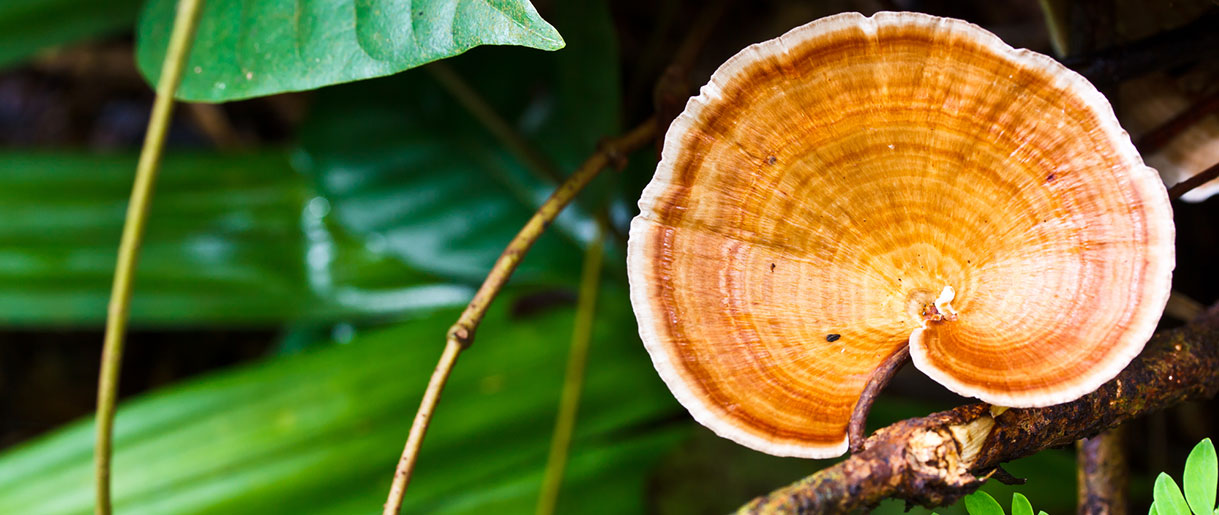 Reishi Vs Chaga: The Benefits Of The Two Superfood Titans