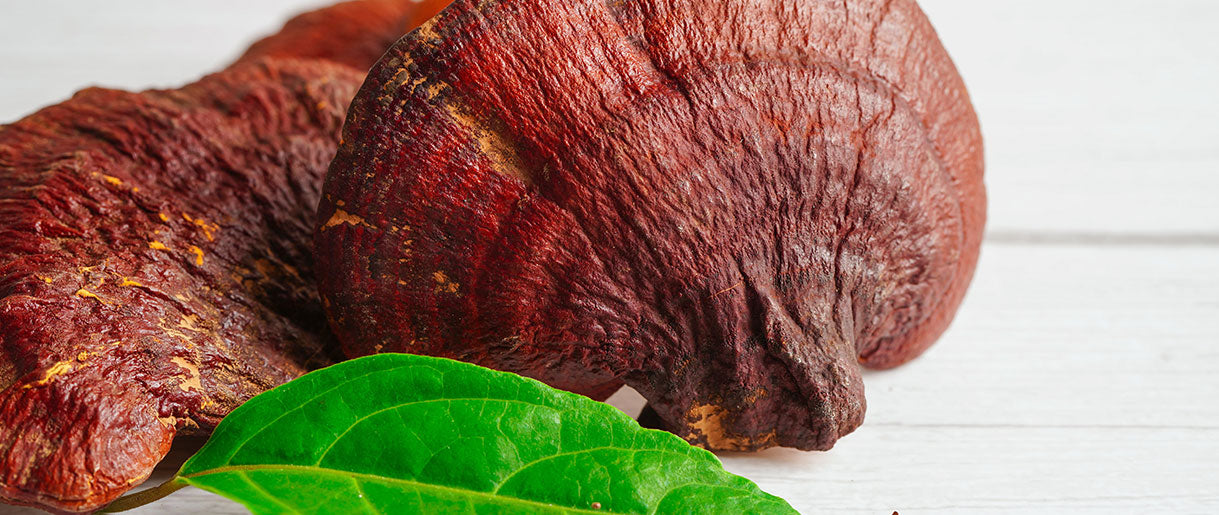 Reishi