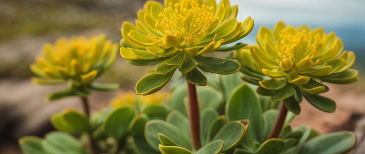 Rhodiola Rosea