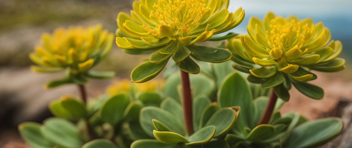 Rhodiola Rosea