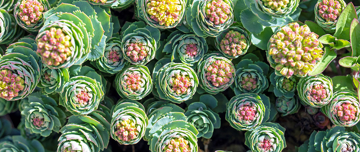 Rhodiola Rosea