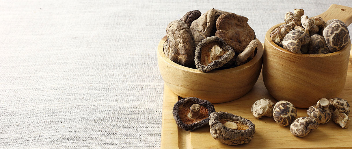 Shiitake (Lentinula edodes)